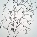 Windowsill Flowers (ink drawing)