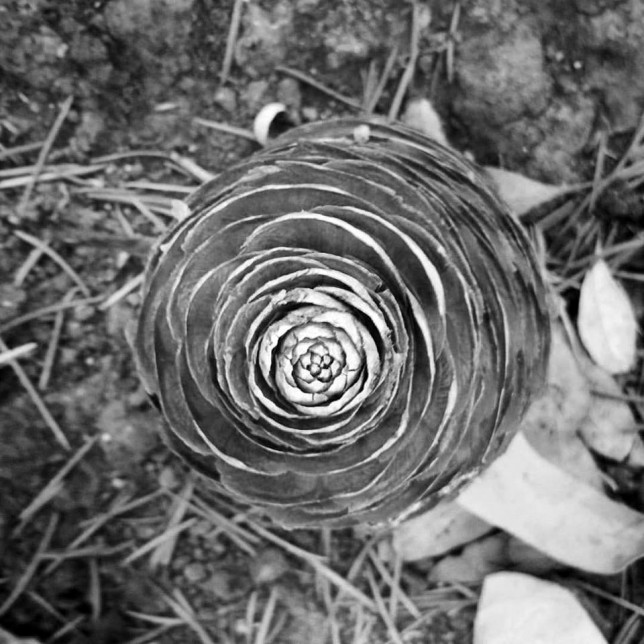 autumnal-pinecone-blk-and-white