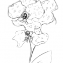 Orchids (black-and-white digital sketch)