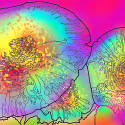 Rainbow Mushrooms (digital art, coloring)