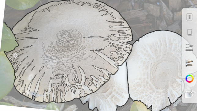 I began to outline the contours of the mushrooms and drew lines of represent their interior texture.
