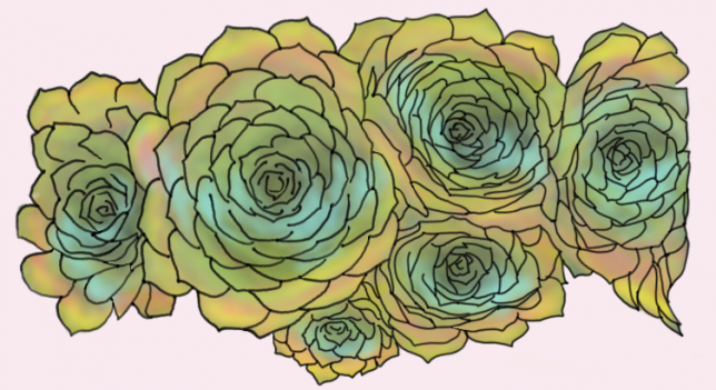 succulents-horizontal-finalizing-colors-horizontal-img1