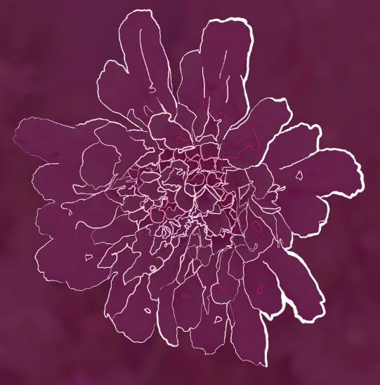 Purple Flower - Line Art
