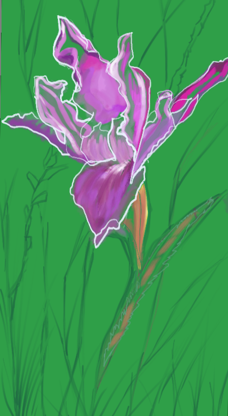 Wild Iris - Beginning