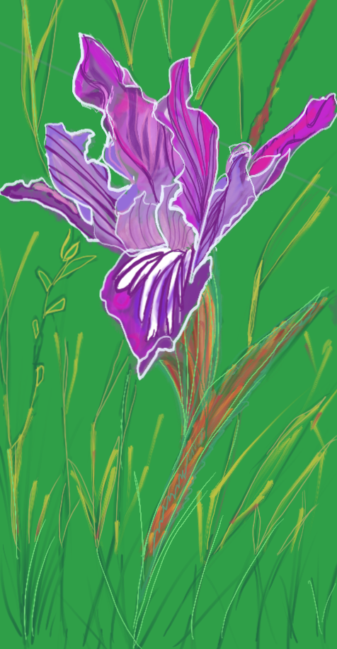 Wild Iris - Final with Background