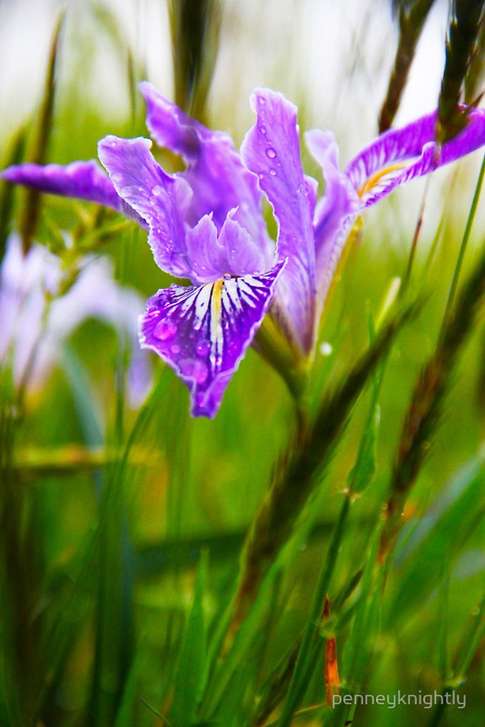 Wild Iris - Reference Photo